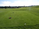 Travna ruša Gregorc >> Galerija - Golf igrišče