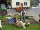 Travna ruša Gregorc >> Galerija - Potek dela 1